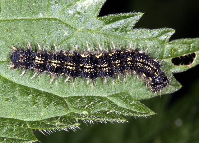 Aglais urticae - Copyright Denis Bourgeois